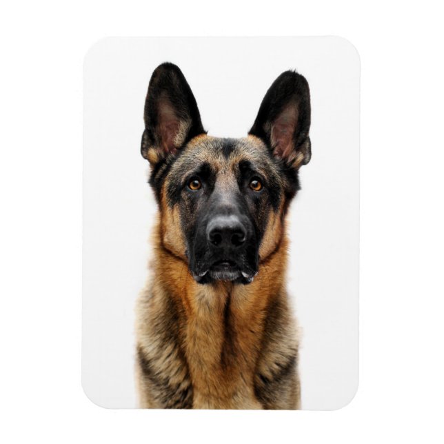 Ímã German shepherd Sentado (Vertical)