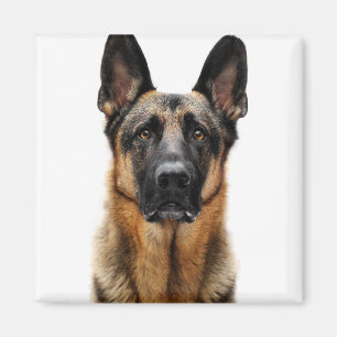 Imã German shepherd Sentado