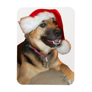 Ímã German shepherd vestindo um chapéu de Papai Noel