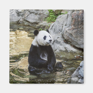 Imã Giant Panda
