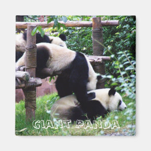 Imã Giant Panda, China (Imã de geladeira)