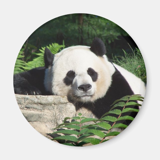 Imã Giant Panda Napping (Frente)