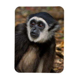 Ímã Gibão de mãos brancas (Hylobates Lar), Monkeyland