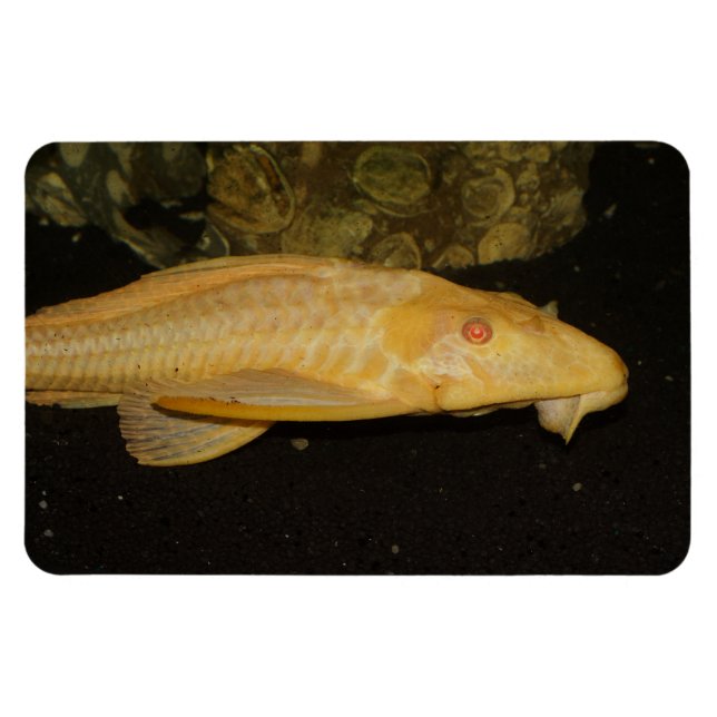 Ímã Gibbiceps (Horizontal)