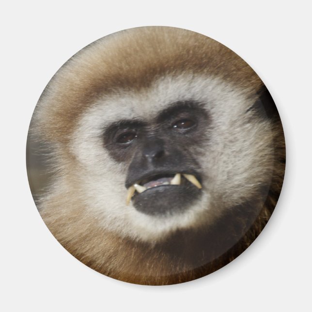 Imã Gibbon (Frente)