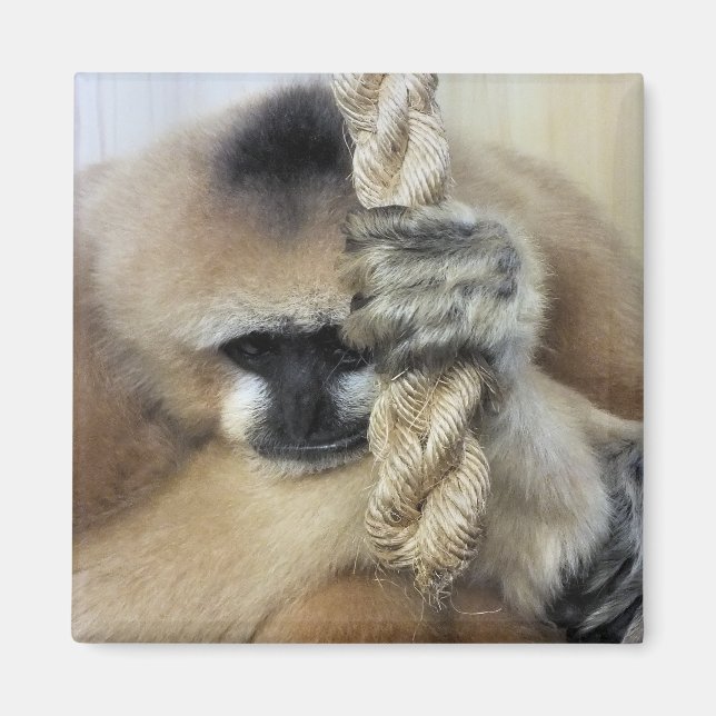 IMÃ GIBBON (Frente)