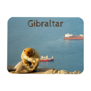 Ímã Gibraltar Barbary