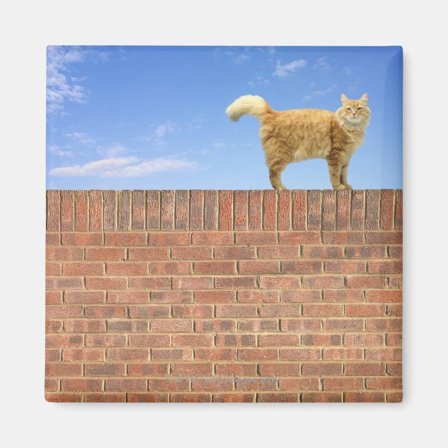 Imã Ginger Cat em pé na parede do tijolo (Frente)