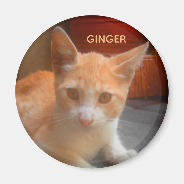 Imã Ginger Tabby Kitty Cat (Frente)