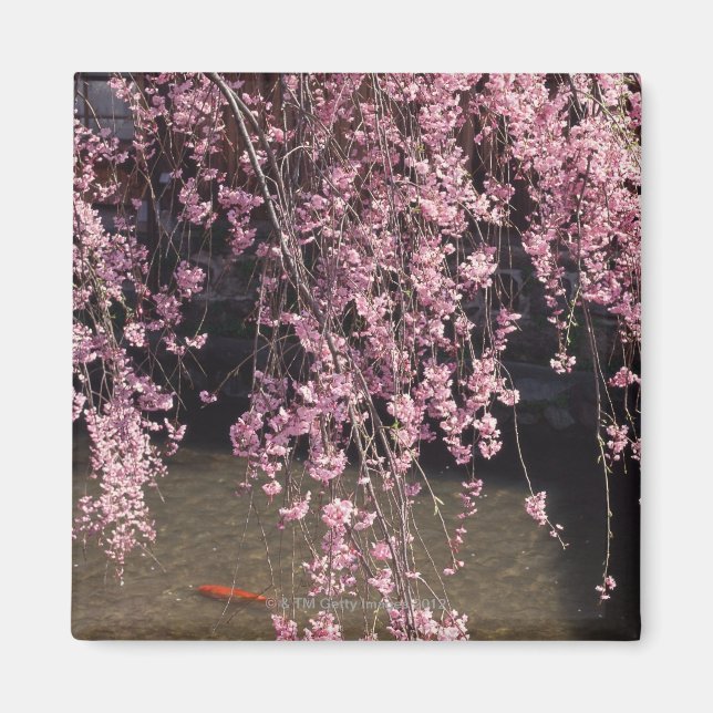 Imã Gion, Província de Kyoto, Japão (Frente)