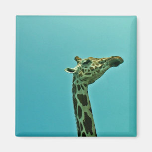 Imã girafa