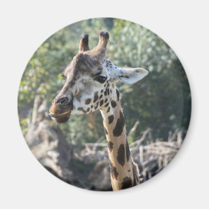 Imã Girafa