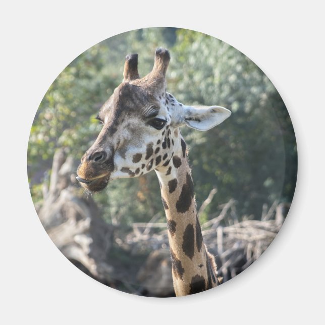 Imã Girafa (Frente)