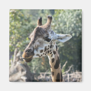 Imã Girafa