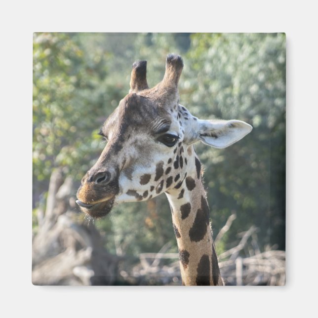 Imã Girafa (Frente)