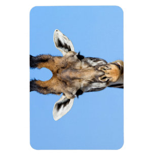Ímã Girafa