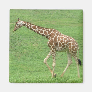 Imã girafa