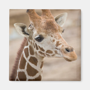 Imã girafa