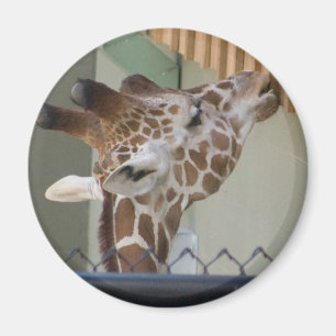 Imã girafa