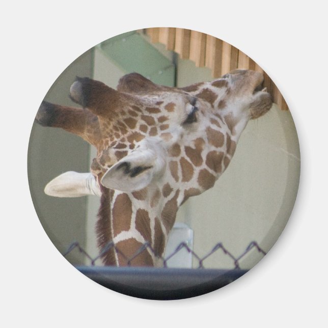 Imã girafa (Frente)