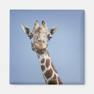 Imã Girafa 2