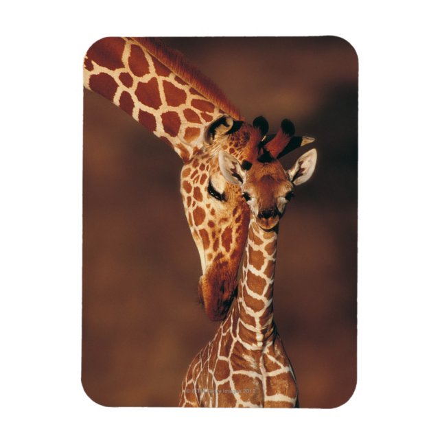 Ímã Girafa adulta com vitelo (Girafa camelopardalis) (Vertical)