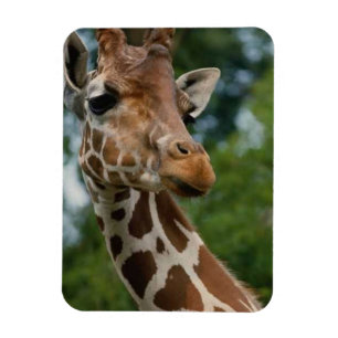 Ímã Girafa Amava a Vida Selvagem