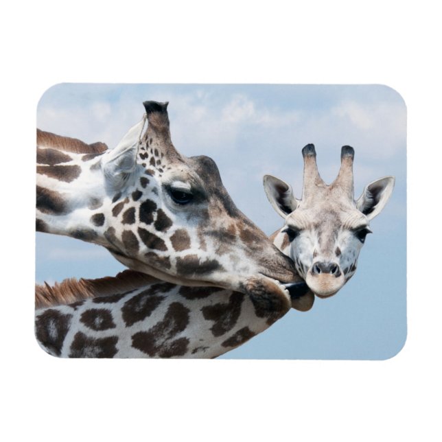 Ímã Girafa beija seu filhote (Horizontal)