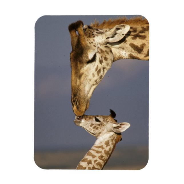 Ímã Girafa Beijando Girafa Bebê (Vertical)
