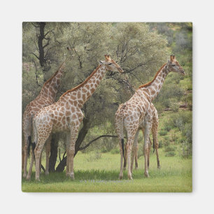 Imã Girafa, camelopardalis do Giraffa, Kgalagadi 2