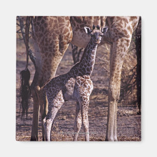 Imã Girafa do bebê e mãe, Tanzânia