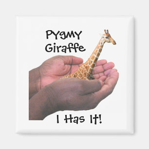 Imã Girafa do pigmeu