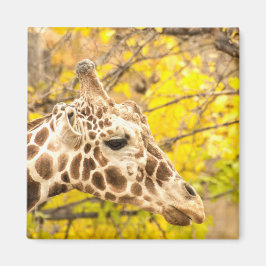 Imã Girafa e folhas