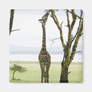 Imã Girafa em Kenya, África