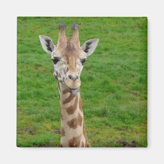 Imã Girafa Engraçada Saindo Da Língua! (Frente)