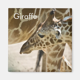 Imã Girafa • Ímã