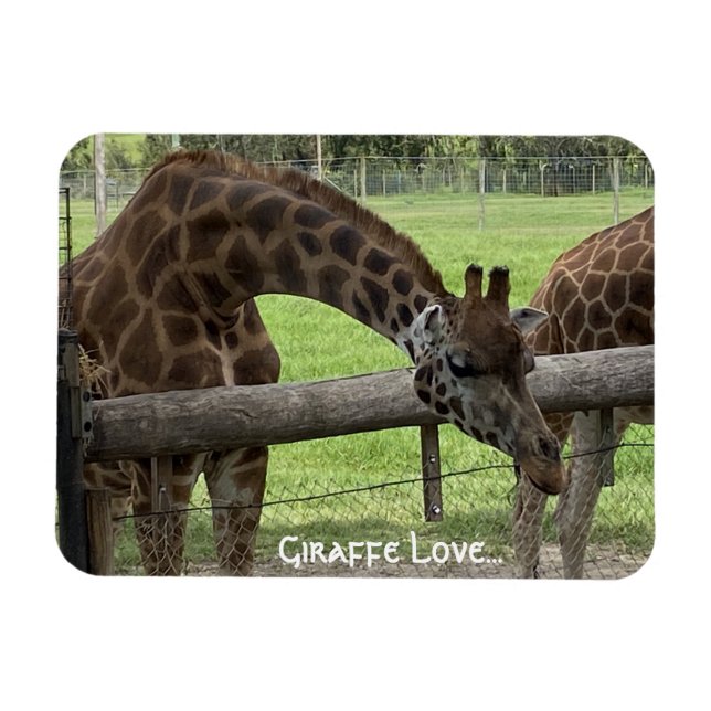 Ímã Girafa Love... (Horizontal)