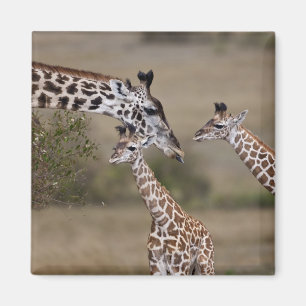 Imã Girafa Masai (Giraffa tippelskirchi)