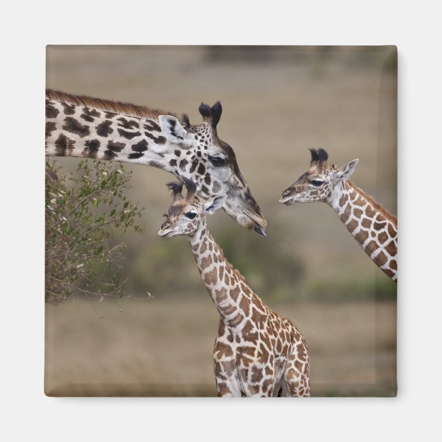 Imã Girafa Masai (Giraffa tippelskirchi) (Frente)
