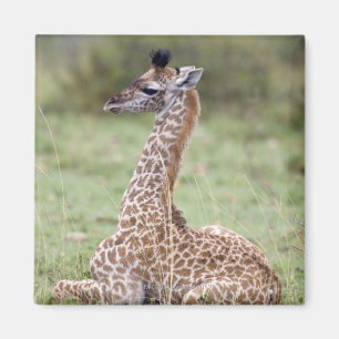 Imã Girafa novo do Masai (camelopardalis do Giraffa
