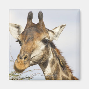 Imã Girafa, parque nacional de Kruger, África do Sul