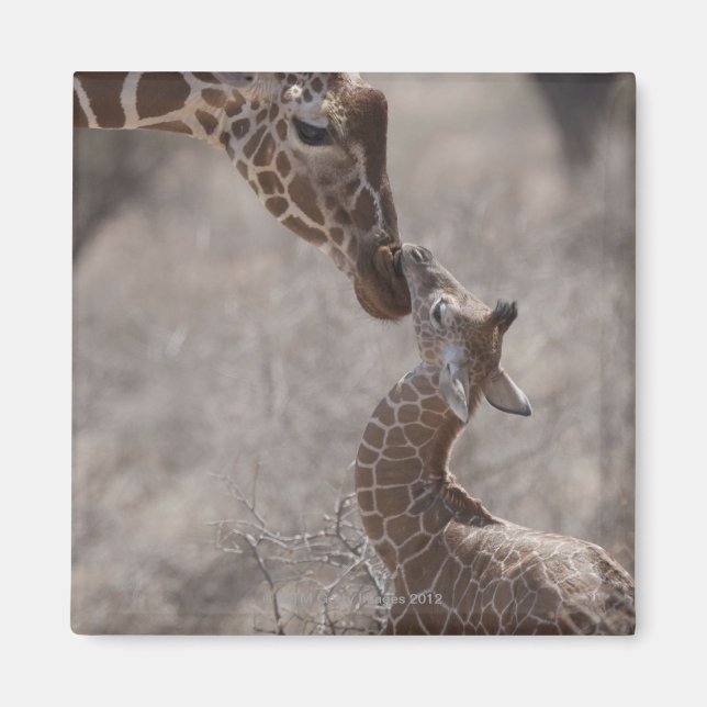 Imã Girafa, Quênia, África (Frente)