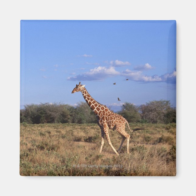 Imã Girafa Reticulada (Frente)