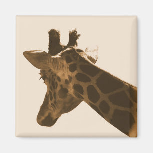 Imã girafa reticulada em ímã sépia