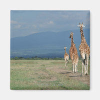 Girafa reticulada (Girafa camelopardalis) 2