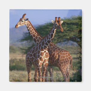 Imã Girafa Reticulated 2