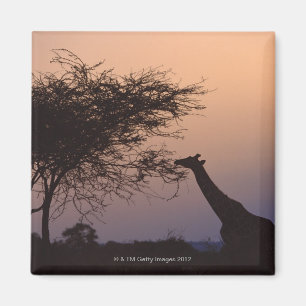 Imã Girafa Reticulated 2