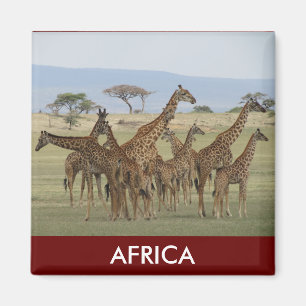 Imã girafa safari