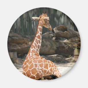 Imã Girafa Sentada Adorável