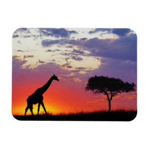 Ímã Girafa silhuetada ao nascer do sol, Giraffa
